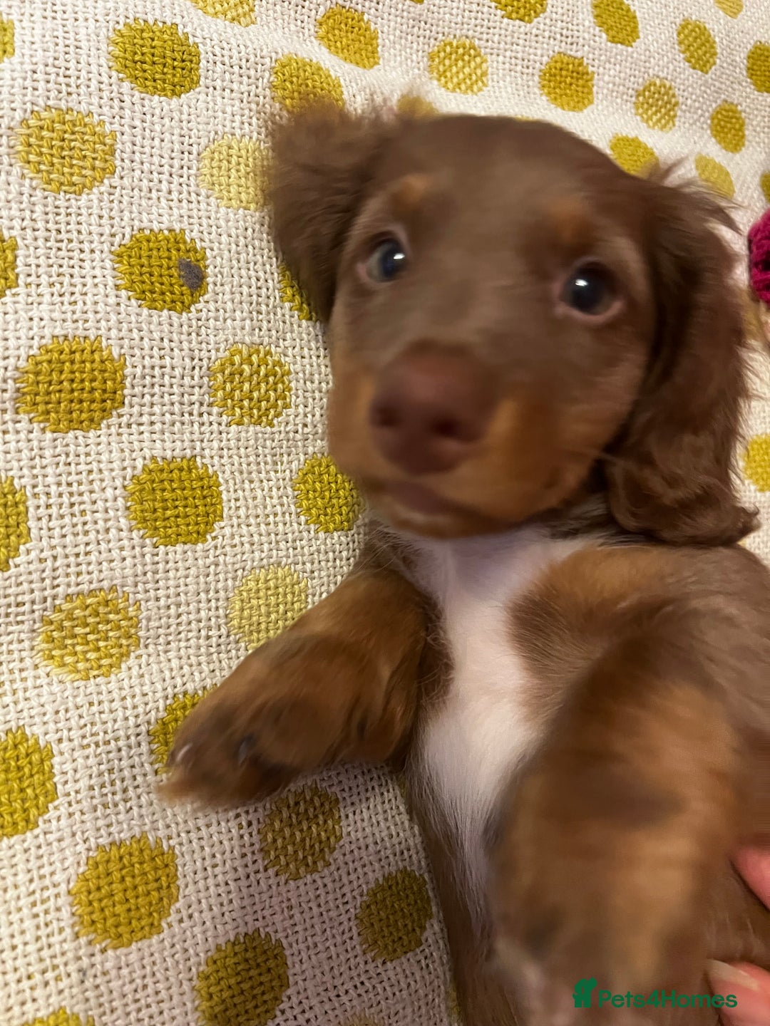 Miniature Dachshund dogs for sale:  KcReg Long Haired Miniature Dachshund Dapper  - Image 1