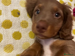 Miniature Dachshund dogs for sale - Advert 1
