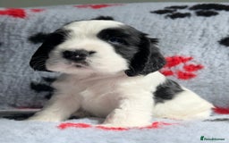 Cocker Spaniel dogs for sale: Show Cocker Puppies (KC Reg, AMS, PRA & FN CLEAR) - Image 29