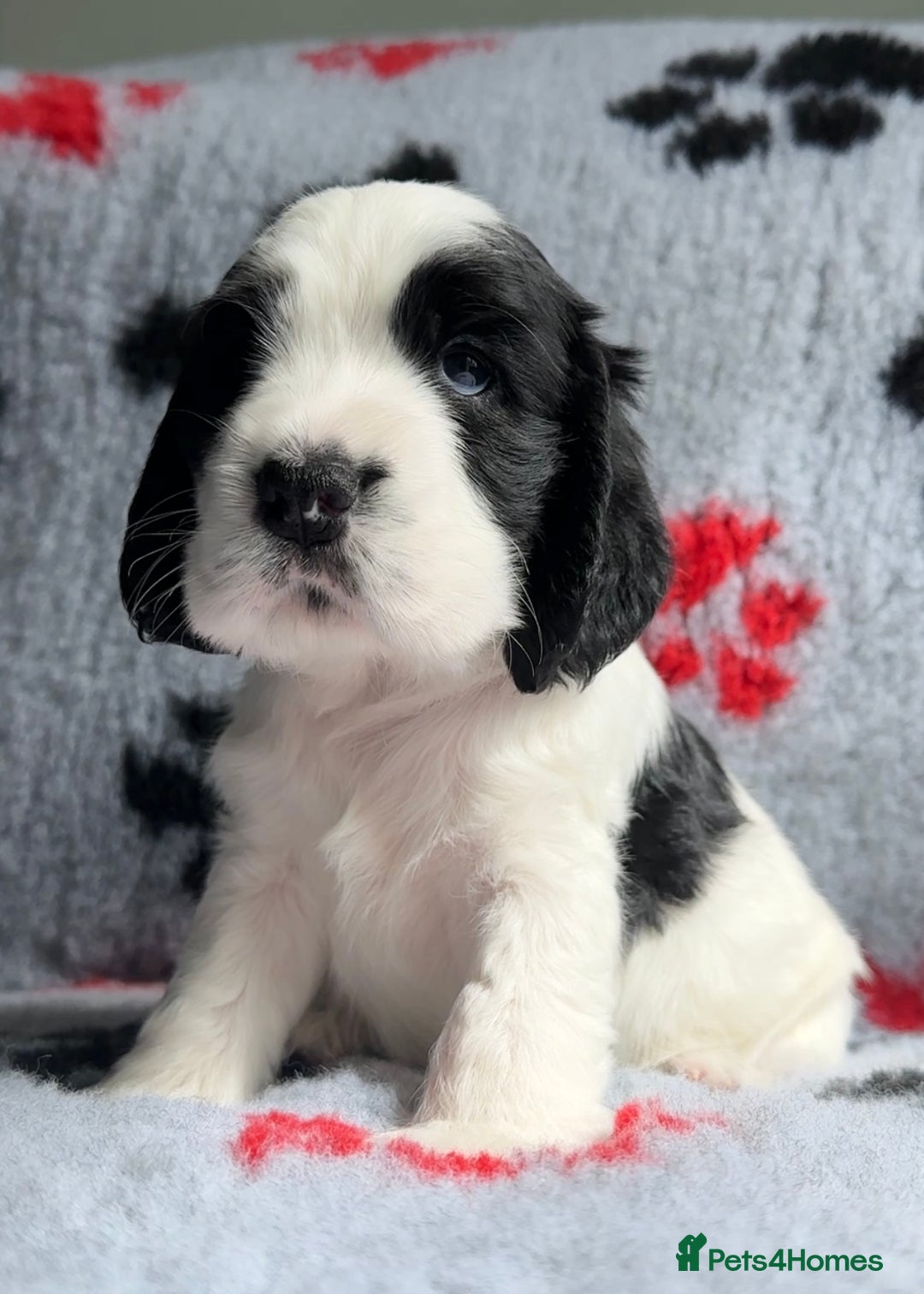 Cocker Spaniel dogs for sale: Show Cocker Puppies (KC Reg, AMS, PRA & FN CLEAR) - Image 29