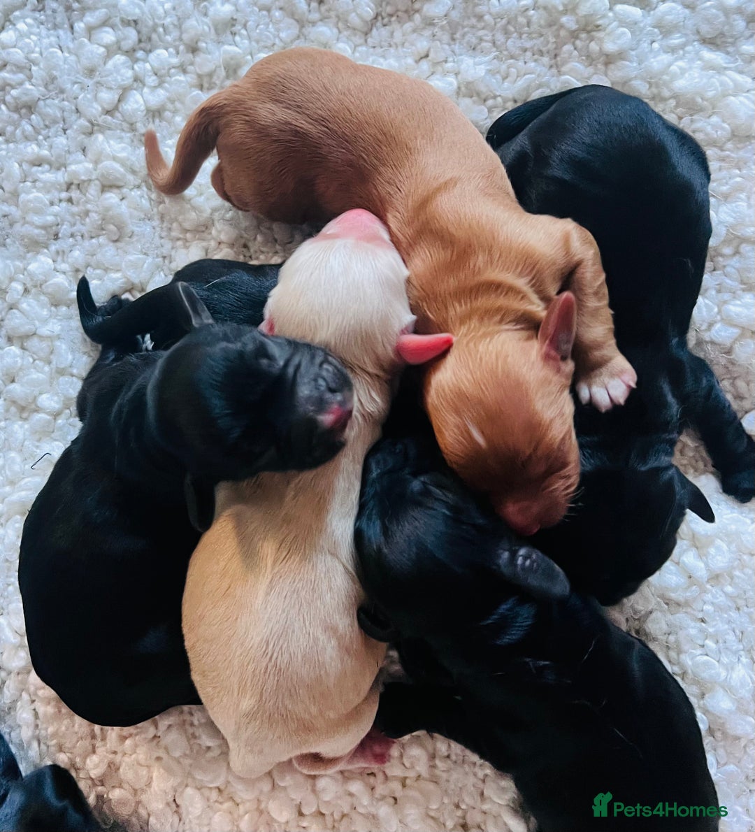 Cocker Spaniel dogs for sale: Extremely well bred KC Cocker Spaniel puppies  - Image 7