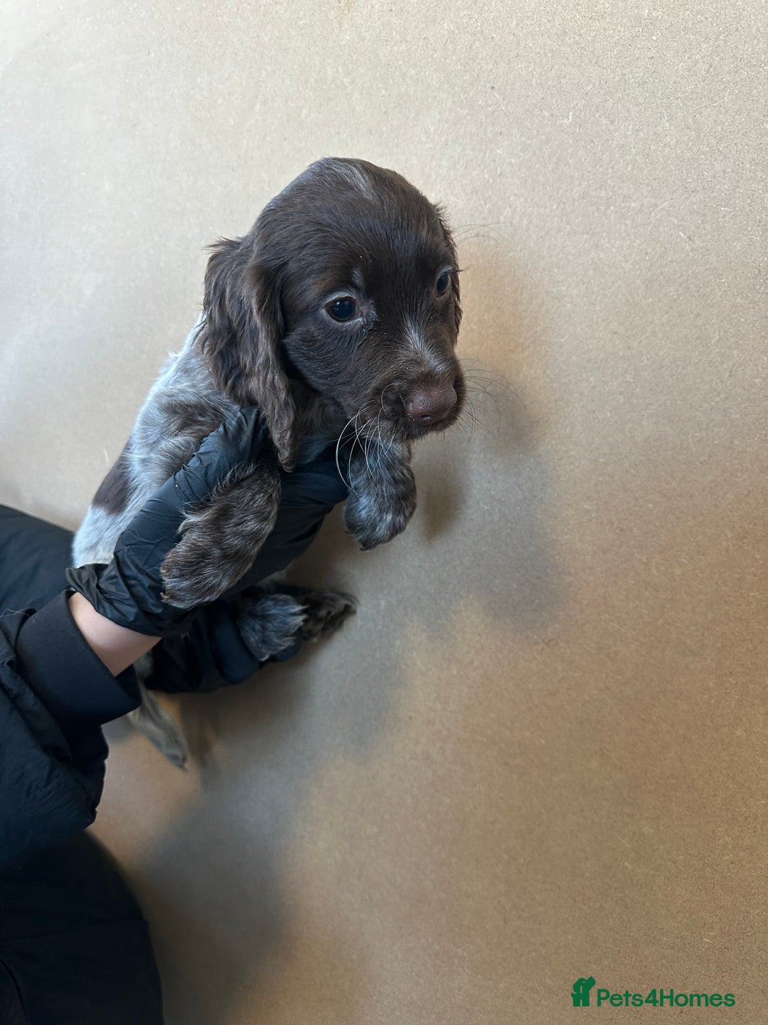 Cocker Spaniel dogs for sale: Cocker spaniel pups - Advert 4