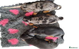 Miniature Dachshund dogs for sale: Stunning KC Health Tested Miniature Dachshunds - Image 3