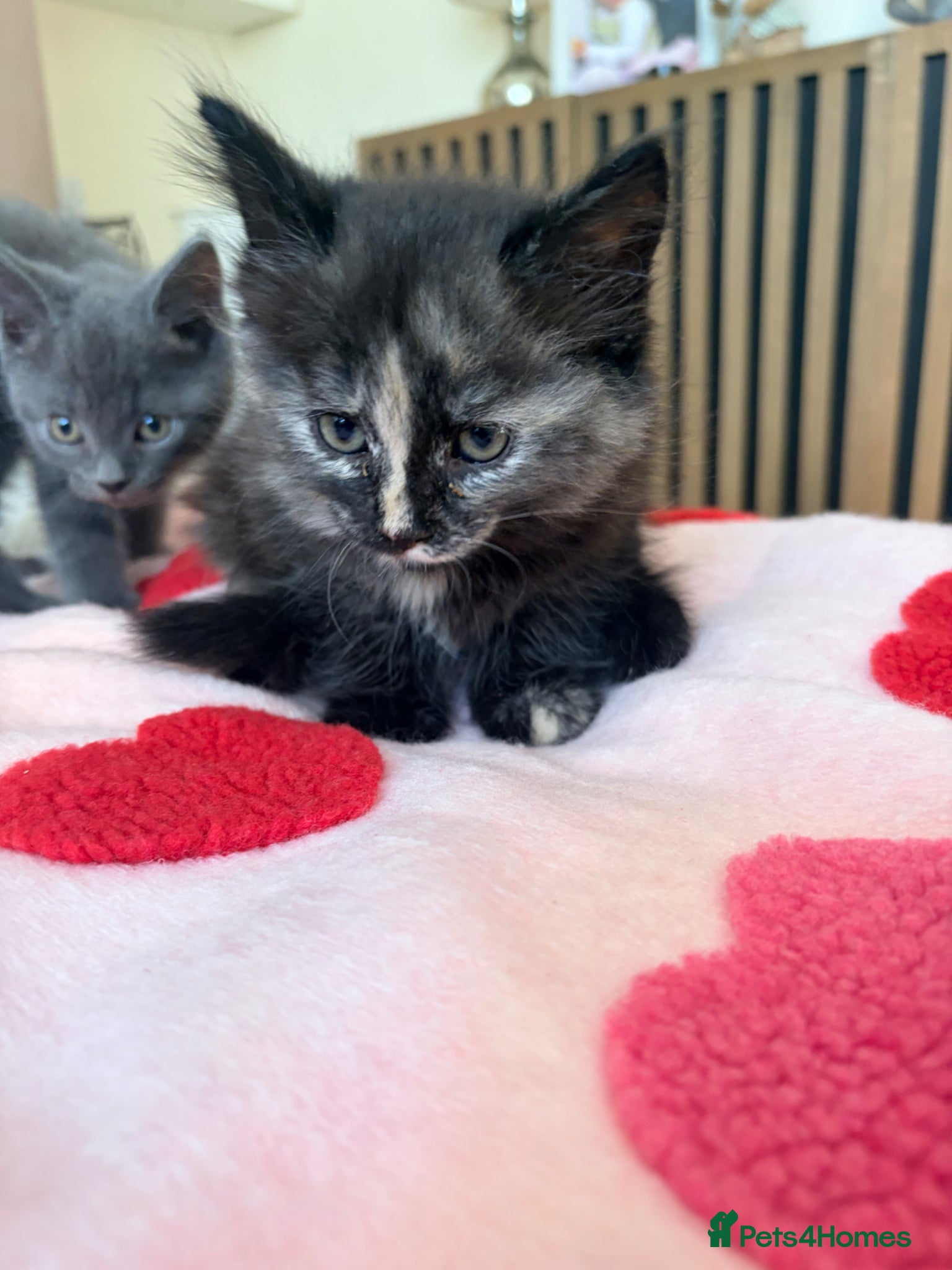 Mixed Breed cats for sale: Gorgeous Dilute Tortoiseshell Fluffy Kitten - Advert 1