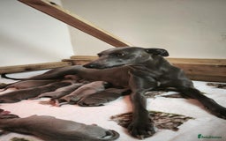 Whippet dogs for sale: Whippet pups  - Image 15
