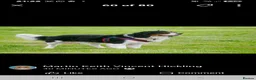 Cavalier King Charles Spaniel dogs for stud: Cavalier King Charles Spaniel  - Advert 3