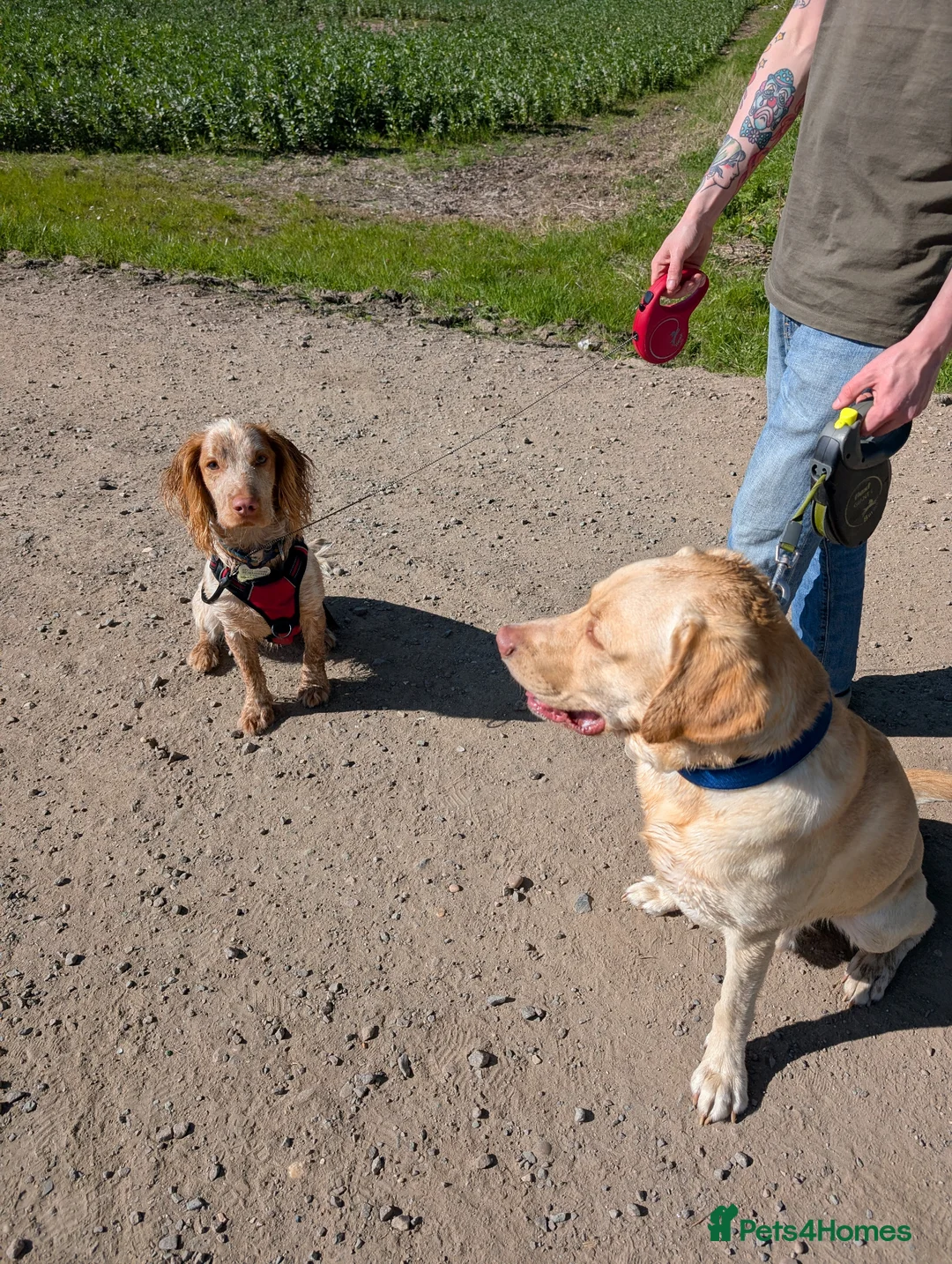 Cocker Spaniel dogs for sale: 9 Month old cocker spaniel needs rehoming - Advert 5