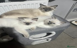 Ragdoll cats for sale: Stunning Pure Ragdoll Kittens - Vax and chipped  - Image 7
