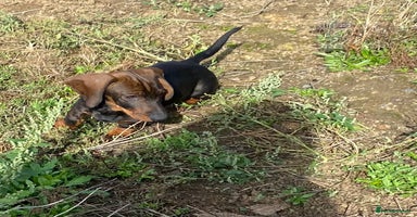Dachshund dogs in Northampton - Advert 4