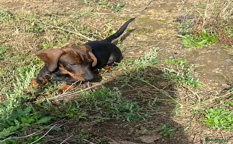 Dachshund dogs in Northampton - Advert 16
