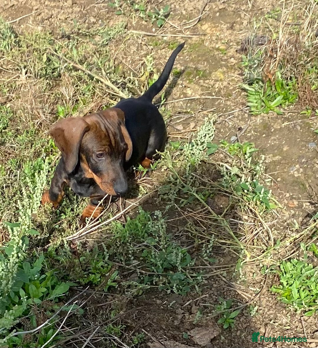 Dachshund dogs for sale: One Mini dachshund puppy Dad kc registered in Northampton - Image 4