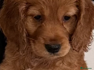 Mixed Breed dogs Adorable f2B Cockapoos - Advert 4