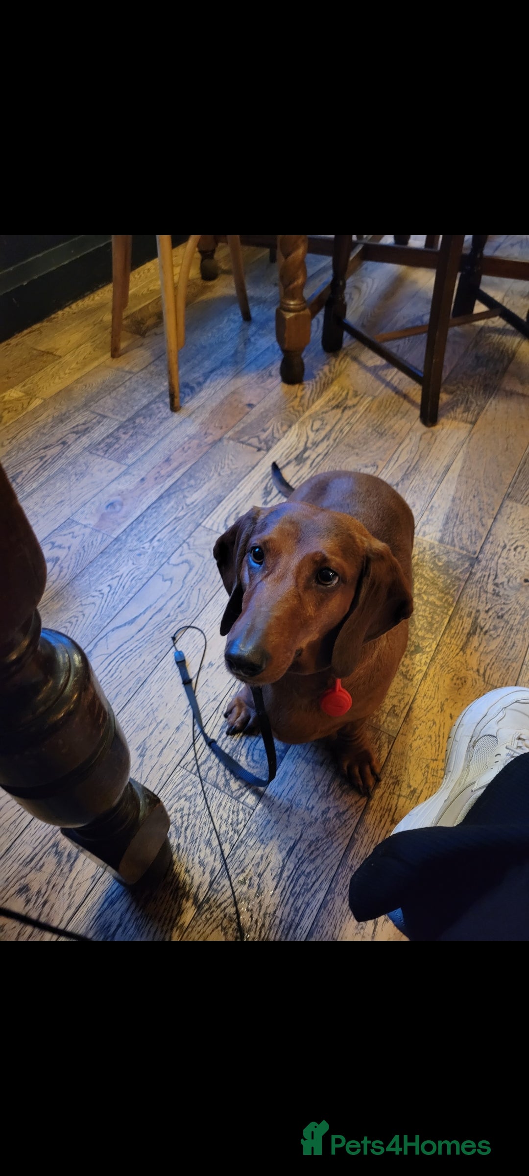 Dachshund dogs HOME NEEDED FOR MY FEMALE - Advert 8