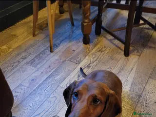 Dachshund dogs HOME NEEDED FOR MY FEMALE - Advert 8