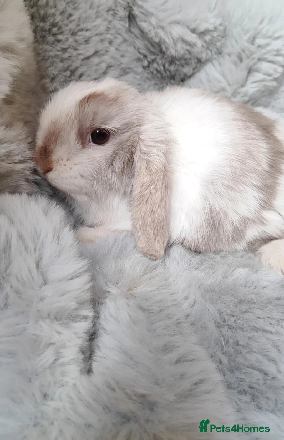 Mini Lop rabbits for sale: Beautiful mini lop - Advert 2