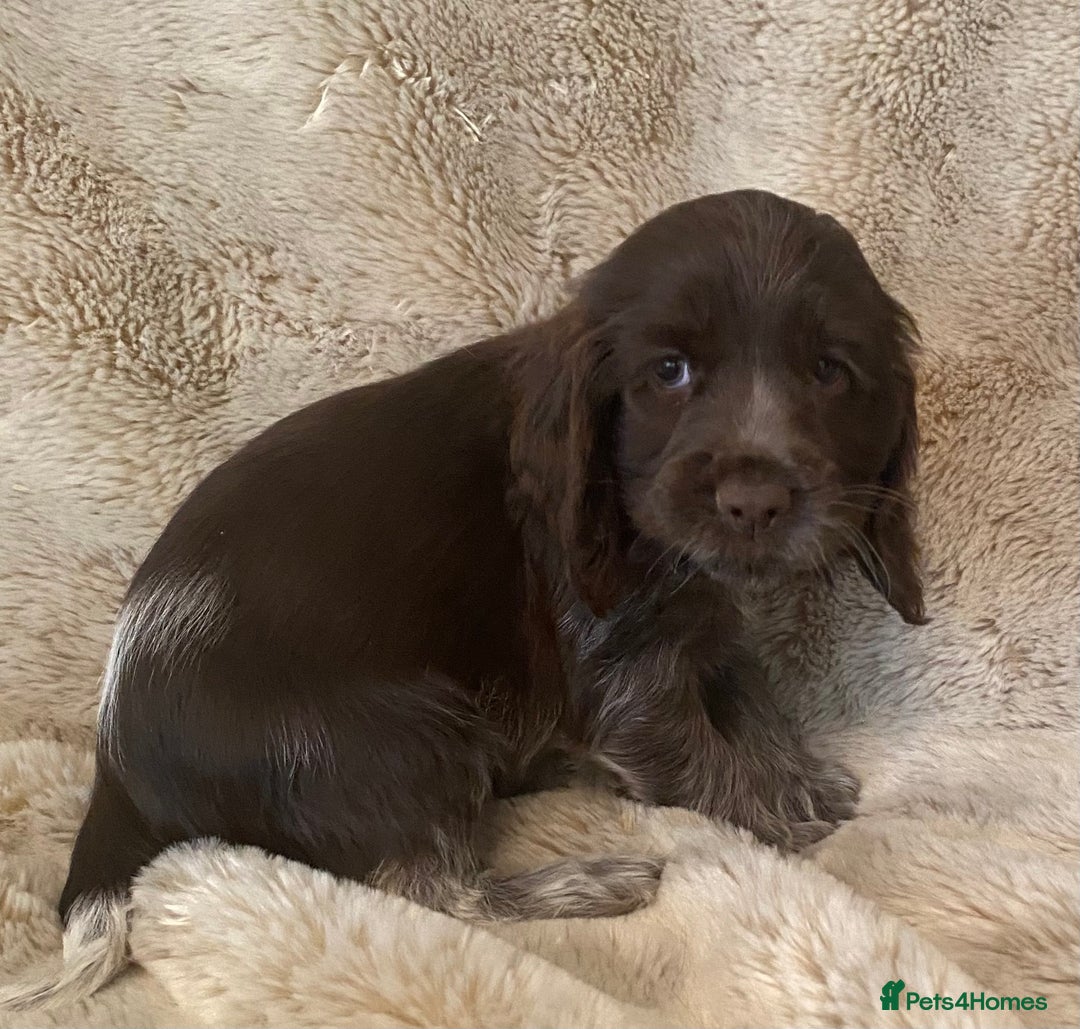 Cocker Spaniel dogs for sale: Adorable show cocker puppies - Image 12