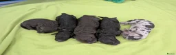 Cockapoo dogs for sale: Rare breed of cocktail Pasties, F1B Cockerpoos - Advert 12