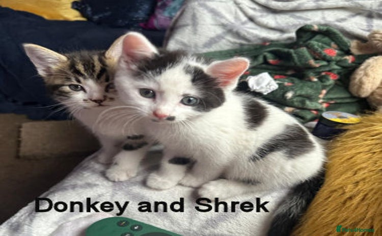 Mixed Breed cats - Advert 1