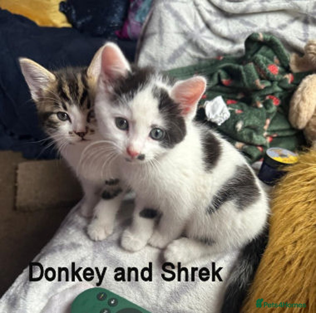 Mixed Breed cats for adoption: DONKEY AND SHREK - Image 1