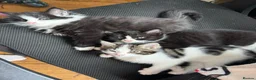 Mixed Breed cats for sale: 9 week old kittens  - Advert 1