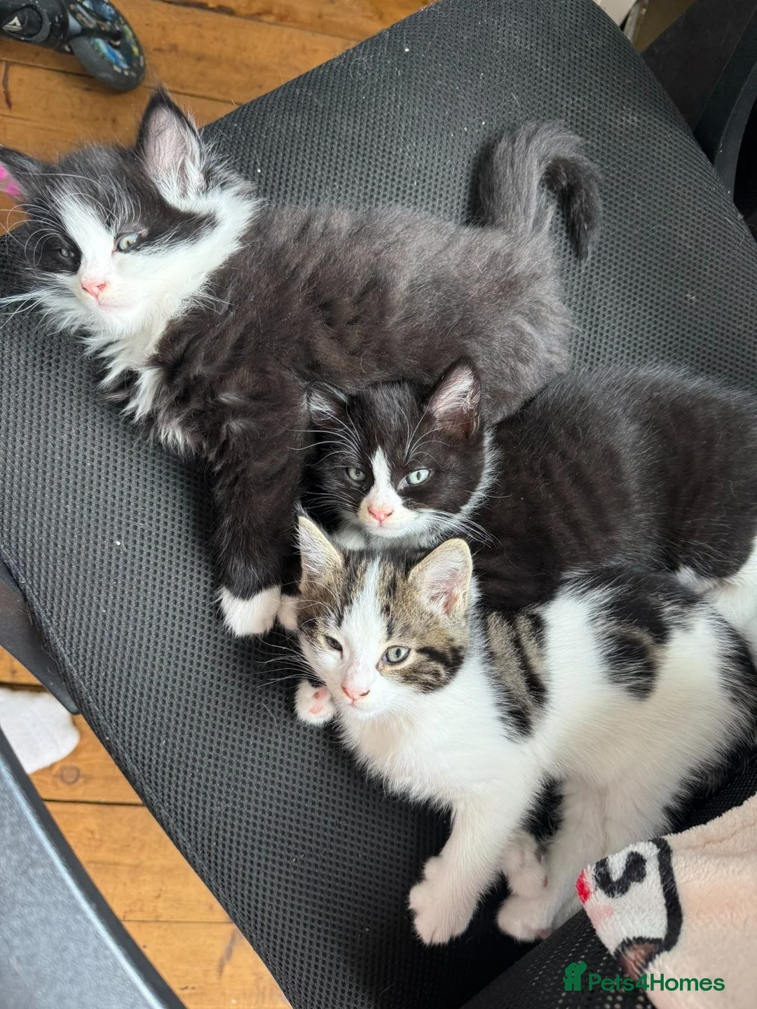 Mixed Breed cats for sale: 9 week old kittens  - Advert 1