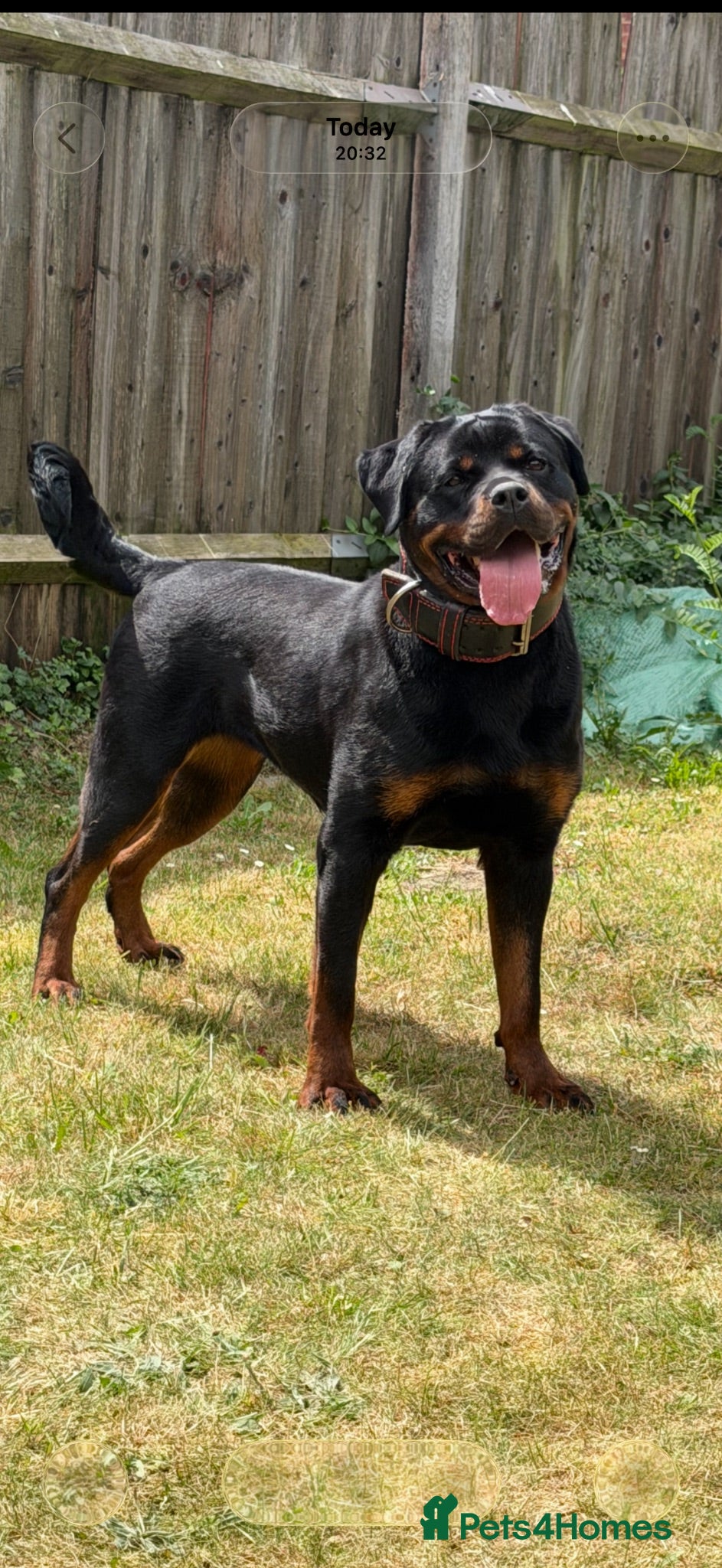 Rottweiler dogs Pure German Rottweiler Puppies For Sale - Advert 2