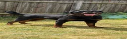 Rottweiler dogs for sale: Pure German Rottweiler Puppies For Sale - Advert 1