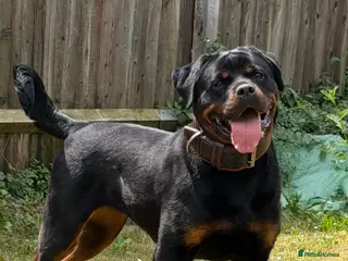 Rottweiler dogs Pure German Rottweiler Puppies For Sale - Advert 2
