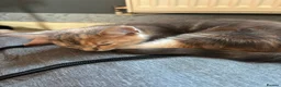 Mixed Breed cats for sale: 3 kittens for sale. in Bakewell - Advert 5