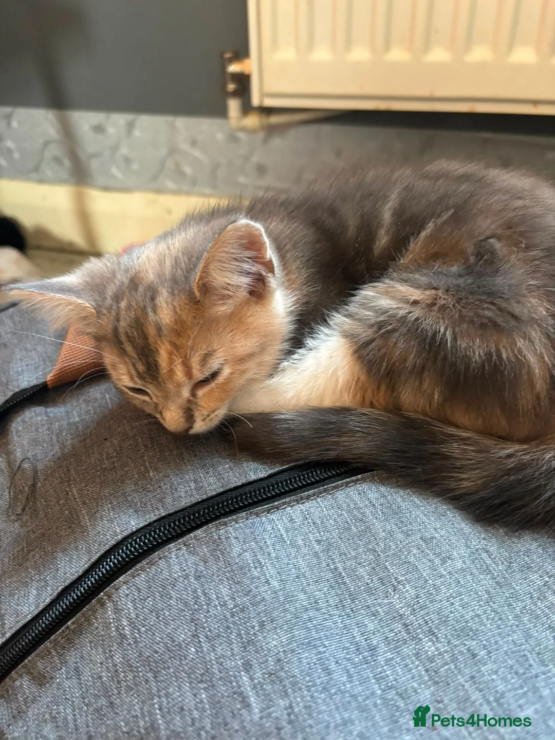 Mixed Breed cats for sale: 3 kittens for sale. in Bakewell - Advert 5