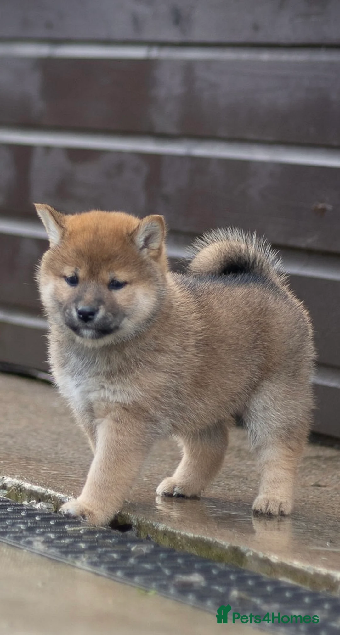 Japanese Shiba Inu dogs for sale: ❤️ Fall in Love with a Shiba Girl — Reduced Price - Advert 15