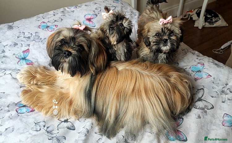 Shih Tzu dogs - Advert 1