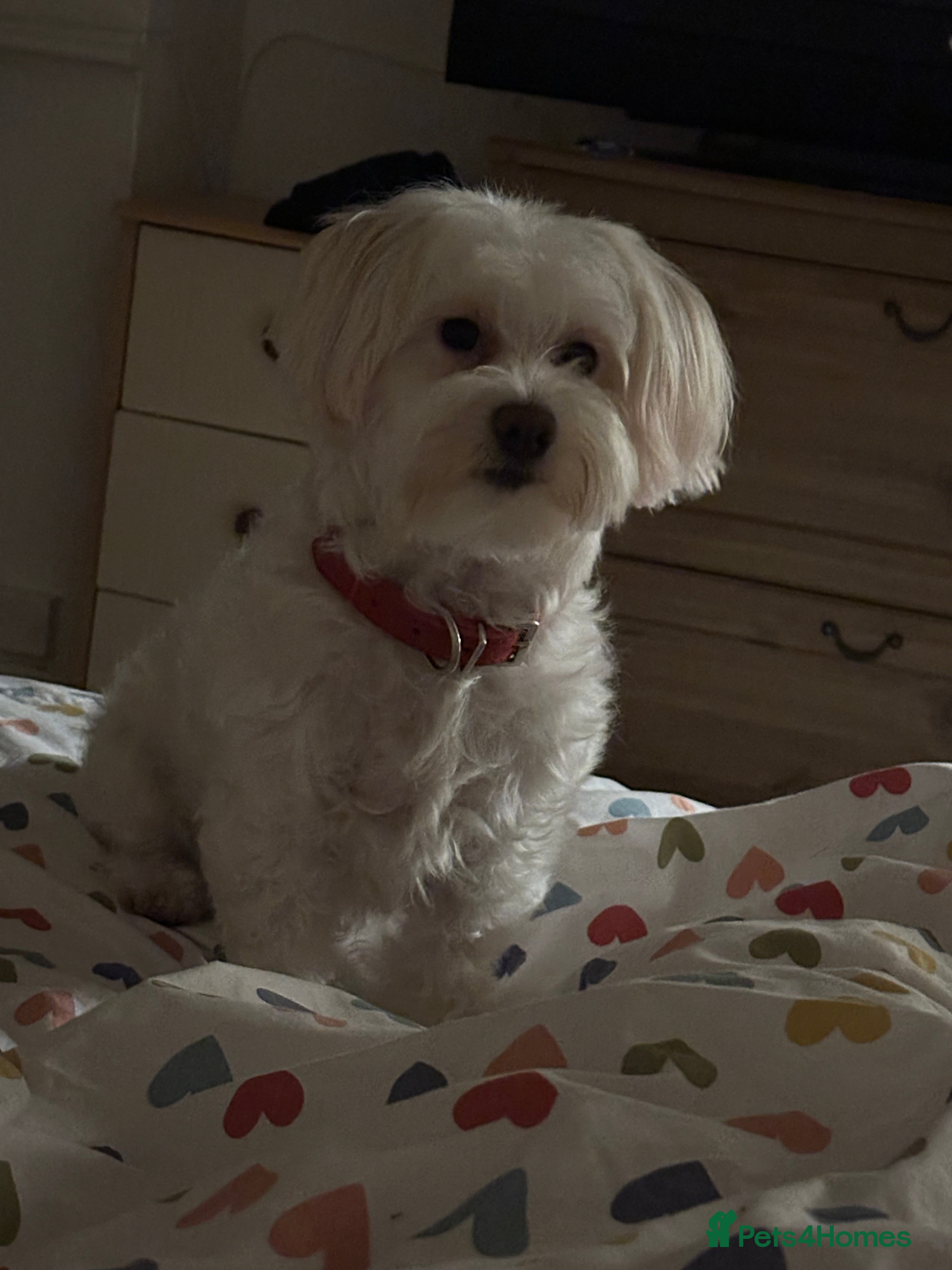 Bichon Frise dogs Adorable Bichon Frise Puppies - Advert 1