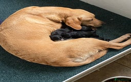 Labrador Retriever dogs for sale: KC health tested Labrador puppies  - Image 2