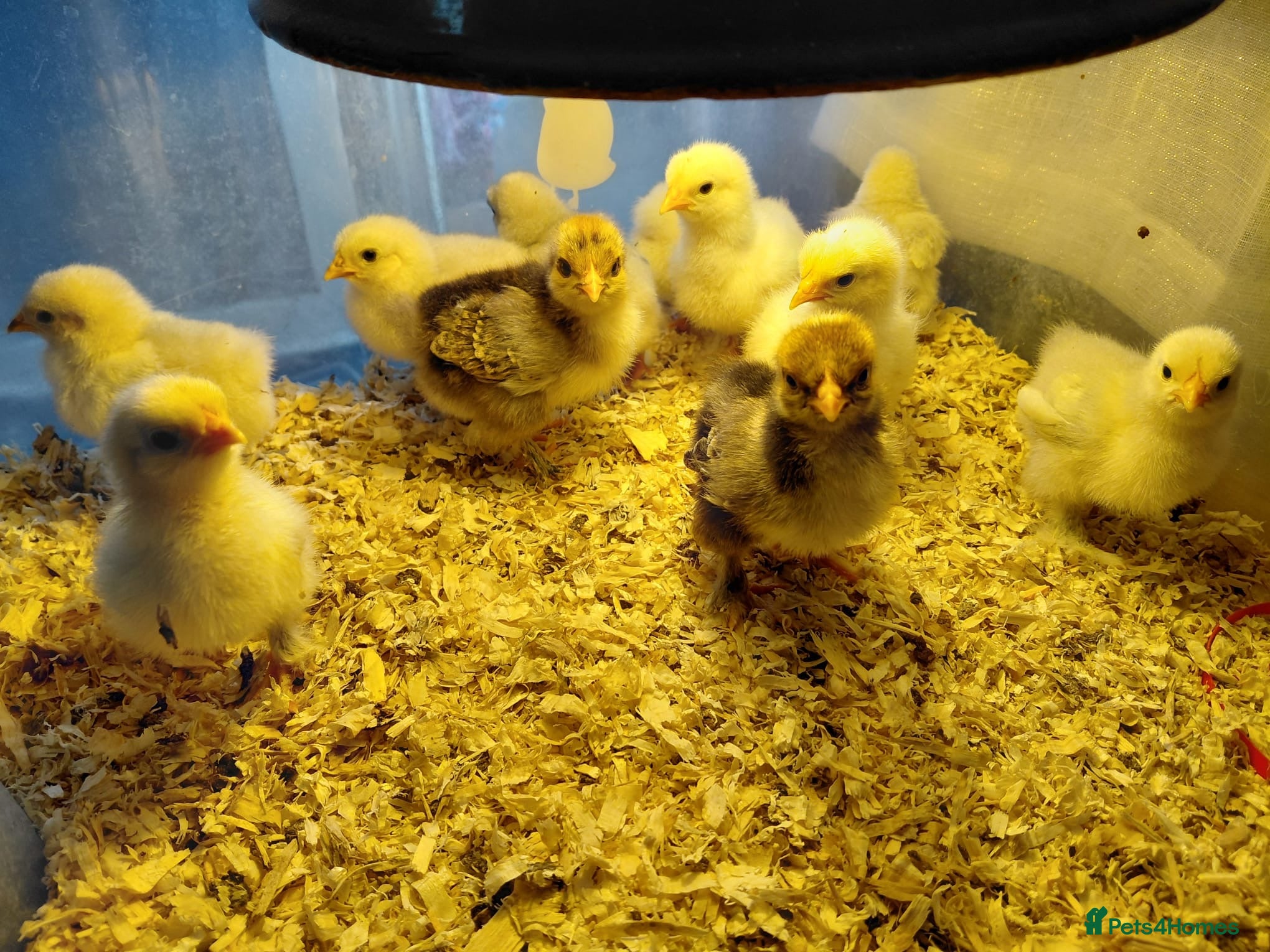 Chickens poultry Pekin chicks for sale unsexed 1 week old on heat  - Advert 1