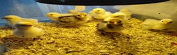 Chickens poultry for sale: Pekin chicks for sale unsexed 1 week old on heat  - Advert 1