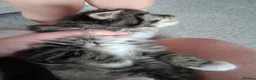 Scottish Fold cats for sale: Part scottish fold kittens  in Newbury - Advert 6
