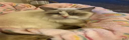 Ragdoll cats for sale: Male black ragdoll in Swindon - Advert 2