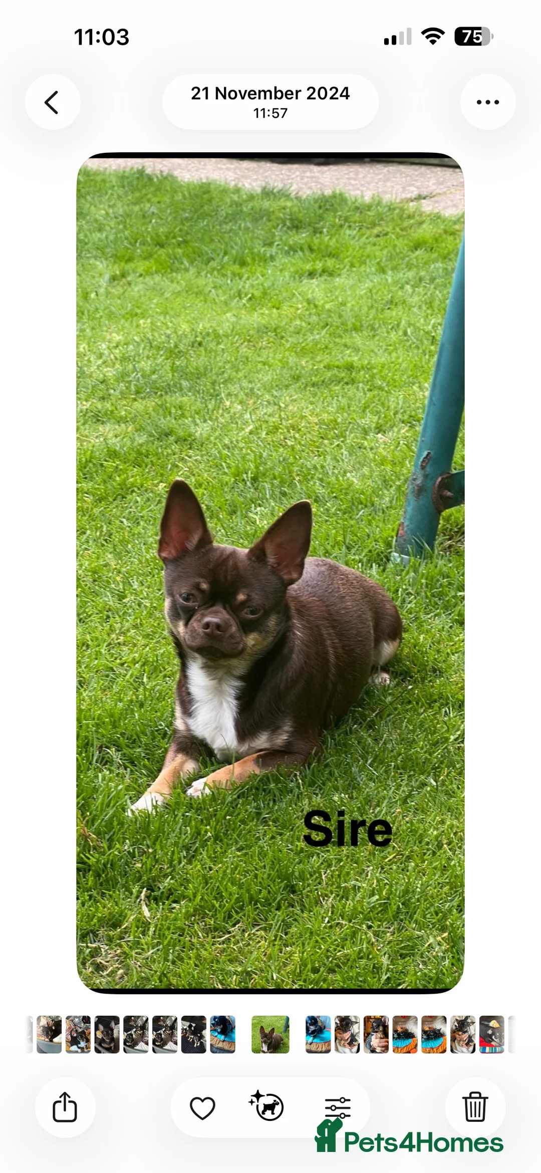 Chihuahua dogs for sale: Chihuahua puppies  - Advert 6