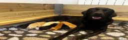 Labrador Retriever dogs for sale: Beautiful KC Labrador Puppy-only 1 black girl left - Advert 5