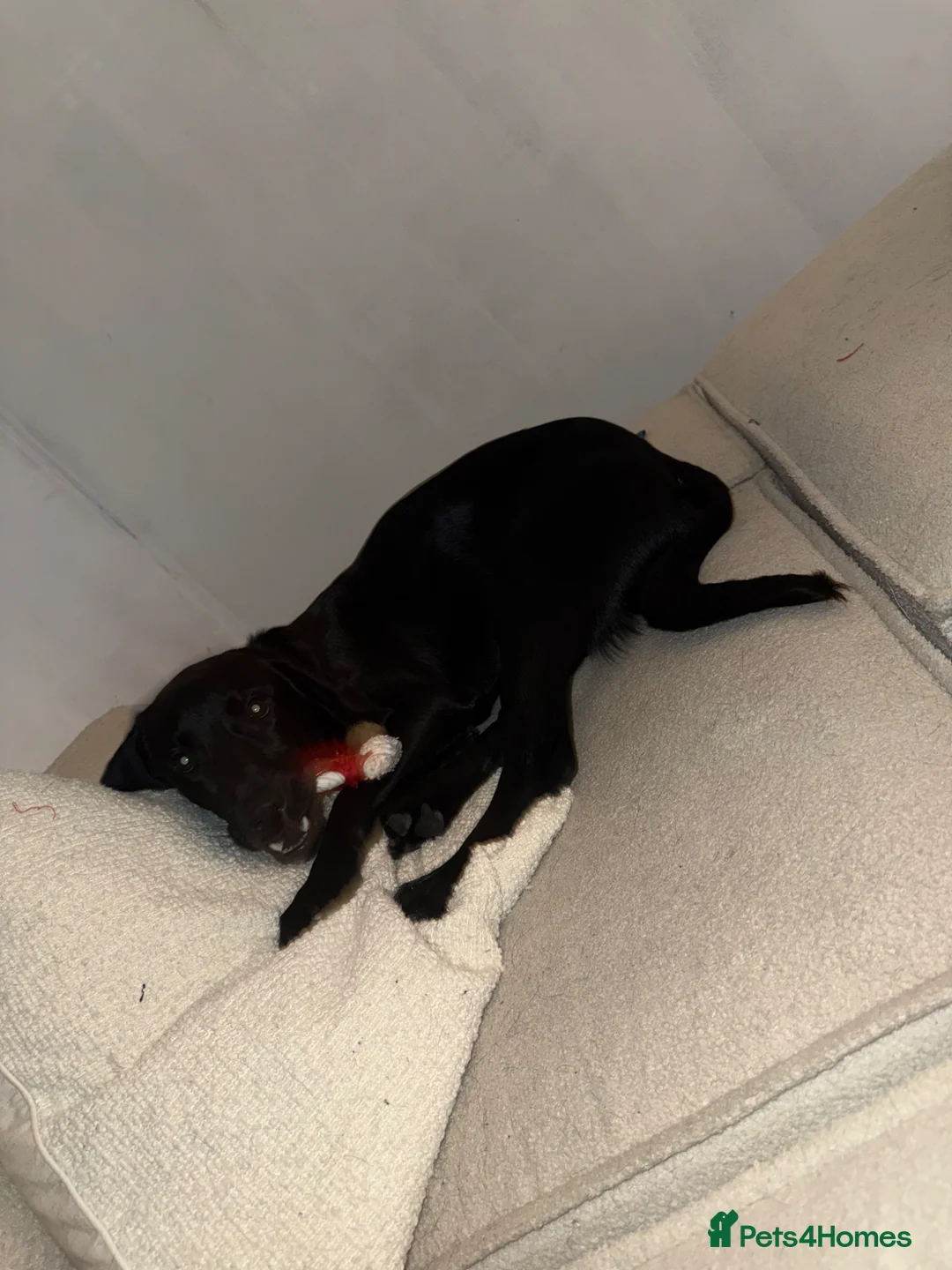 Mixed Breed dogs for stud: STUD  in Manchester - Advert 4