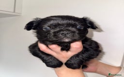 French Bulldog dogs for sale: Fluffy french bulldogs puppies - Image 2