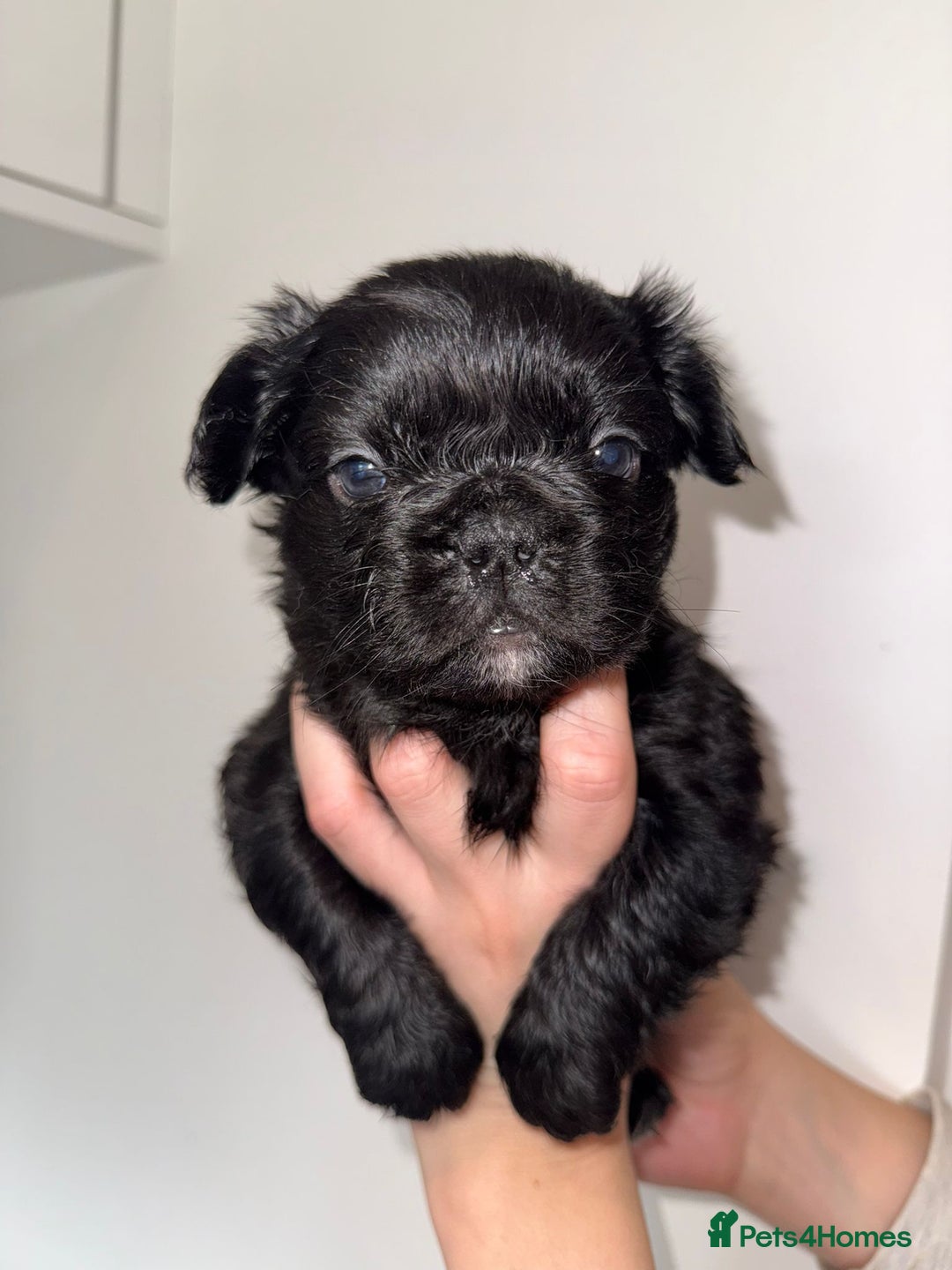 French Bulldog dogs for sale: Fluffy french bulldogs puppies - Image 2