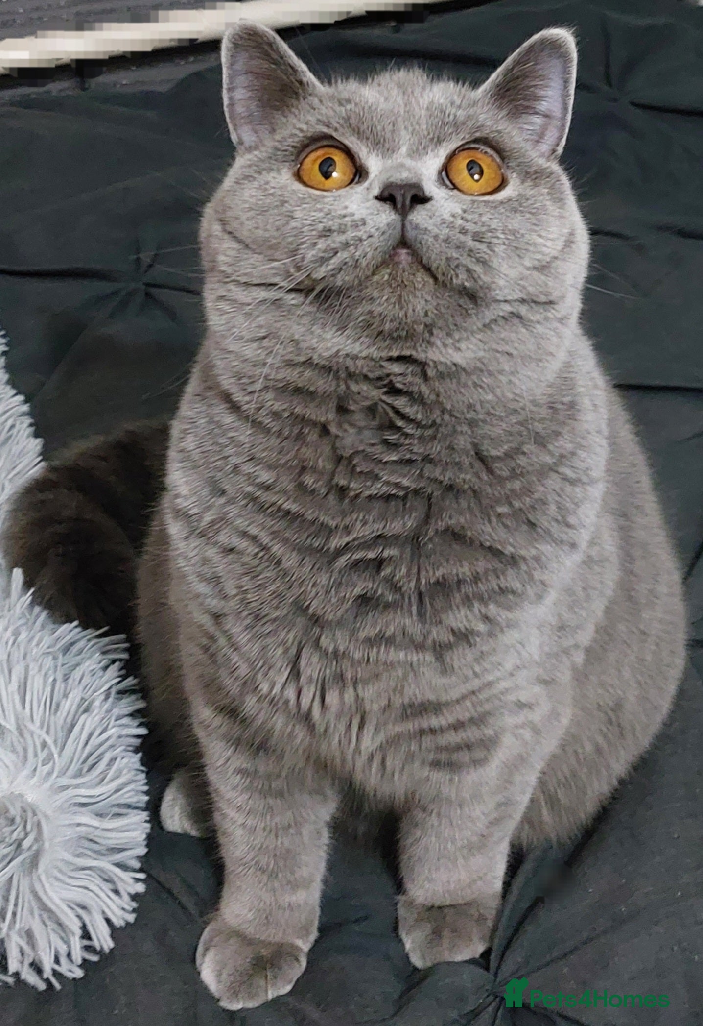 British Shorthair cats ‼️PRESTIGIOUS‼️🏆CH SIRED FEMAL - Advert 1