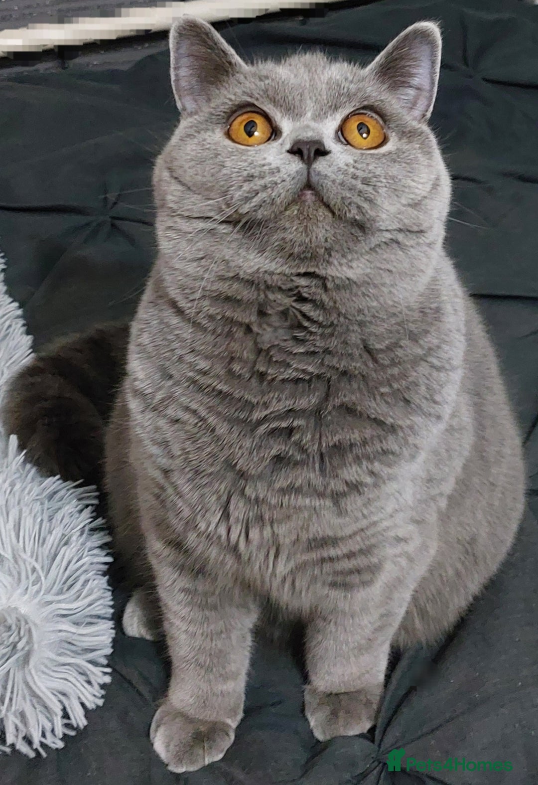 British Shorthair cats for sale: ‼️PRESTIGIOUS‼️🏆CH SIRED FEMAL - Advert 1
