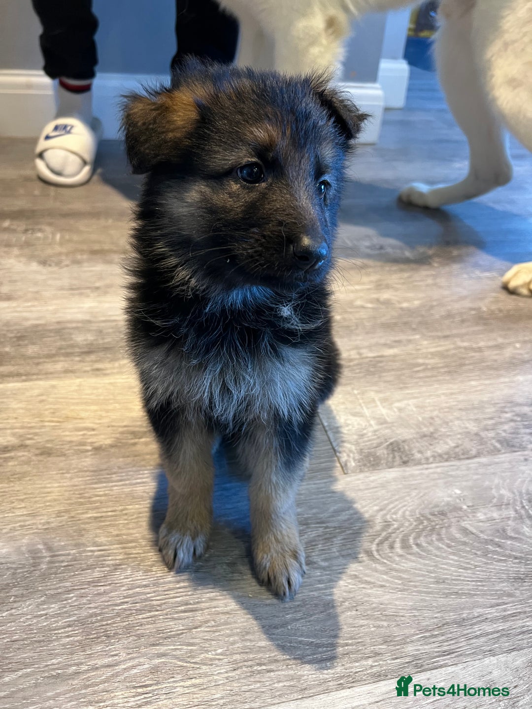 German Shepherd dogs for sale: German Shepherd  - Advert 8