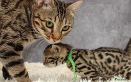 Bengal cats for sale: 🔥Stunning Bengals ready for reservation🔥 - Image 21