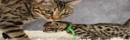 Bengal cats for sale: 🔥Stunning Bengals for reservation only 2 left🔥 - Advert 27