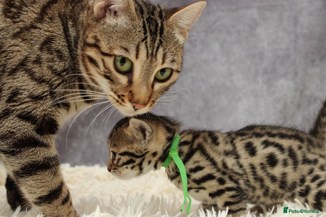 Bengal cats for sale: 🔥Stunning Bengals ready for reservation🔥 - Image 21