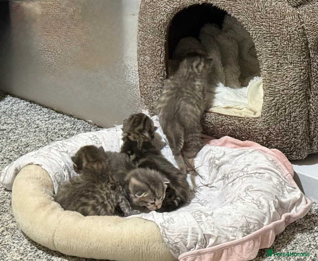 Mixed Breed cats for sale: 4 Healthy adorable Fluffy Tabby kittens  - Advert 10